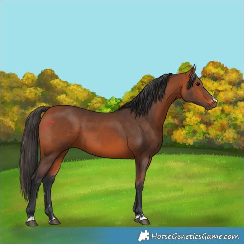 Horse Color:Bay 