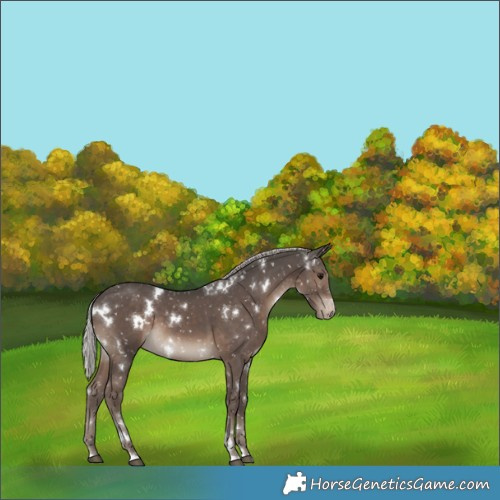 Horse Color:White Spotted Silver Black Snowflake Varnish 