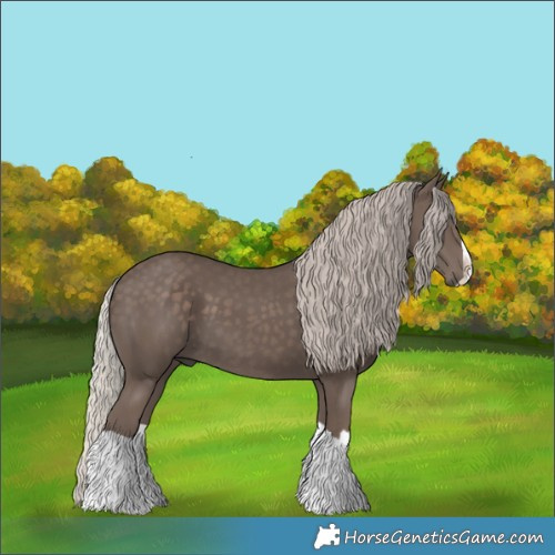 Horse Color:Silver Black Splash 