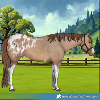 Horse Color:Bay Dun Tobiano Appaloosa Rabicano