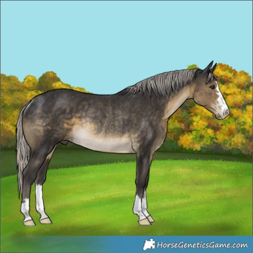 Horse Color:Silver Smoky Black Rabicano 