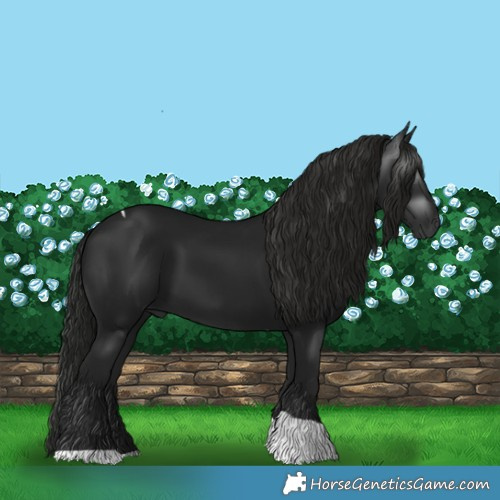 Horse Color:Gray Black Tobiano 