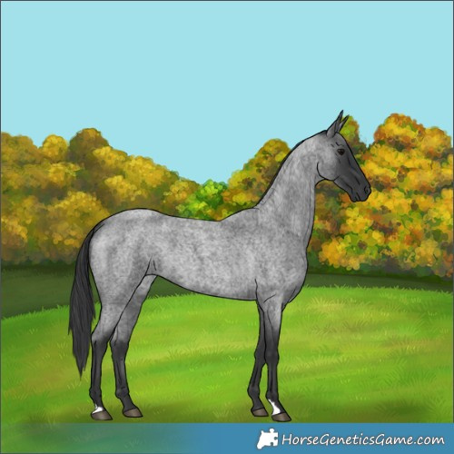 Horse Color:Blue Roan 