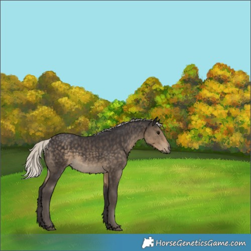 Horse Color:Silver Smoky Black Rabicano