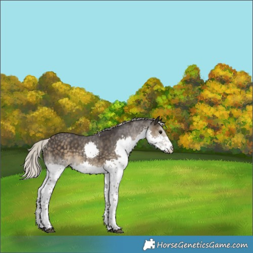 Horse Color:Silver Smoky Black Splash Tobiano
