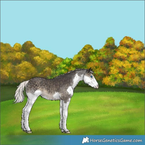 Horse Color:Silver Smoky Black Splash Rabicano 