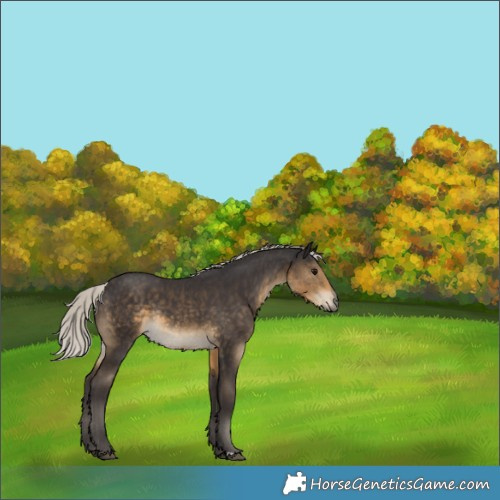 Horse Color:Silver Smoky Black Rabicano 