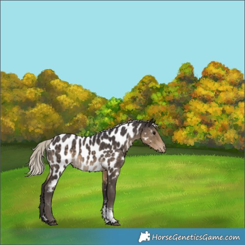 Horse Color:Silver Smoky Black Sabino Appaloosa