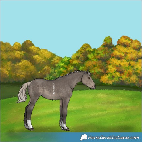 Horse Color:Silver Smoky Grullo Sabino Rabicano