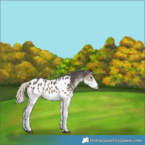 Horse Color:Silver Smoky Black Sabino Splash Appaloosa 