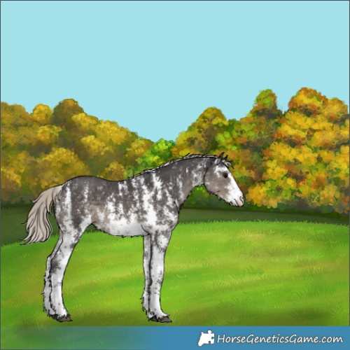 Horse Color:Silver Smoky Black Sabino
