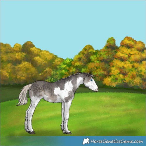 Horse Color:Silver Smoky Black Sabino Splash Rabicano
