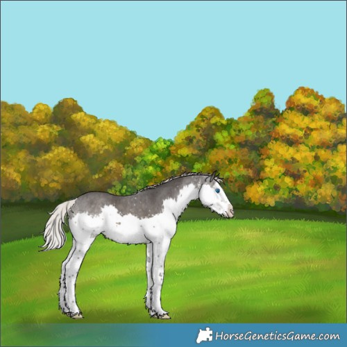 Horse Color:Silver Smoky Black Sabino Splash Rabicano 