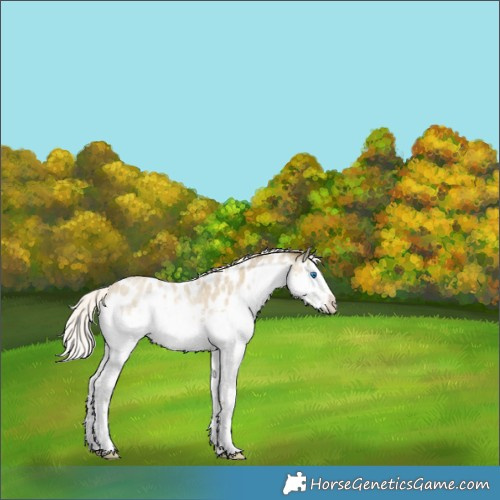 Horse Color:Silver Classic Cream Champagne Roan Splash Frame Appaloosa Rabicano 