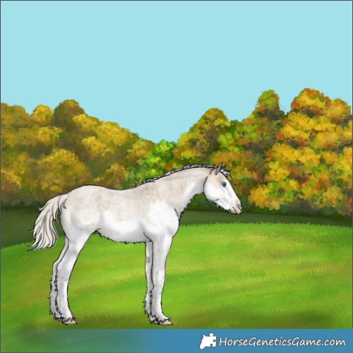 Horse Color:Silver Classic Cream Champagne Roan Splash Frame Rabicano 