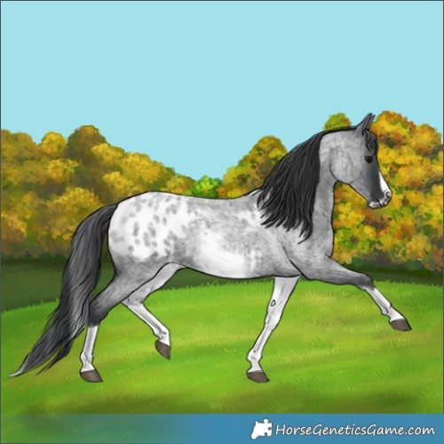 Horse Color:White Spotted Blue Roan Splash Frame Appaloosa 
