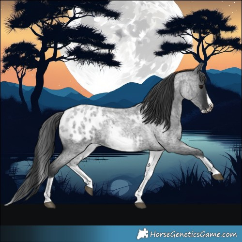 Horse Color:White Spotted Blue Roan Splash Frame Appaloosa 