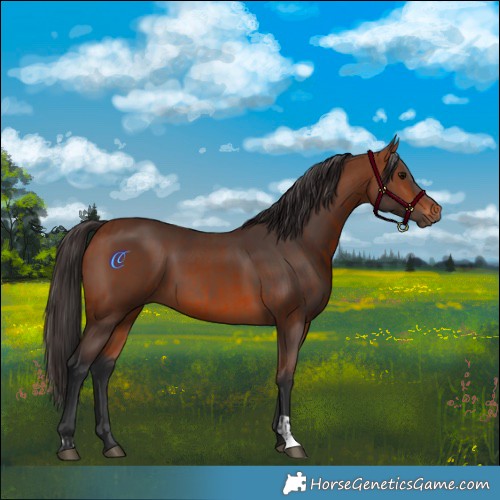 Horse Color:Bay  and Bay 