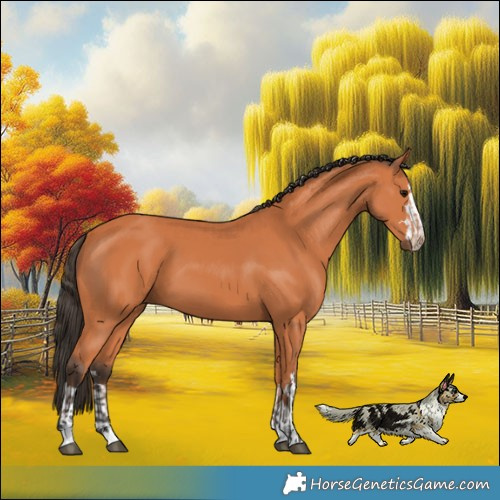 Horse Color:Bay  and Bay 