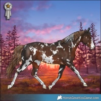 Horse Color:White Spotted Liver Chestnut Rabicano 