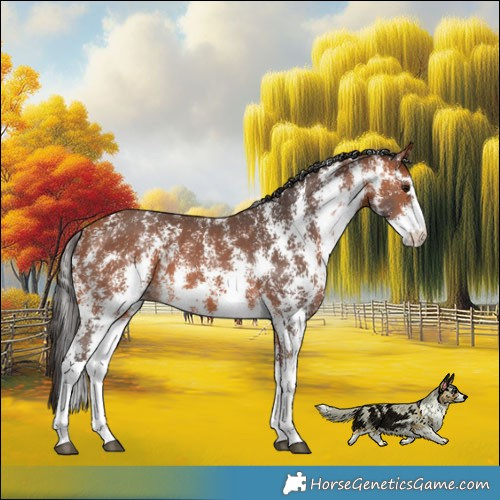 Horse Color:Bay Sabino 