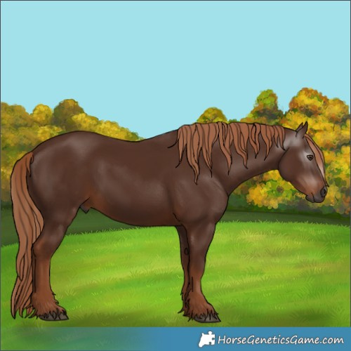 Horse Color:Gray Chestnut 