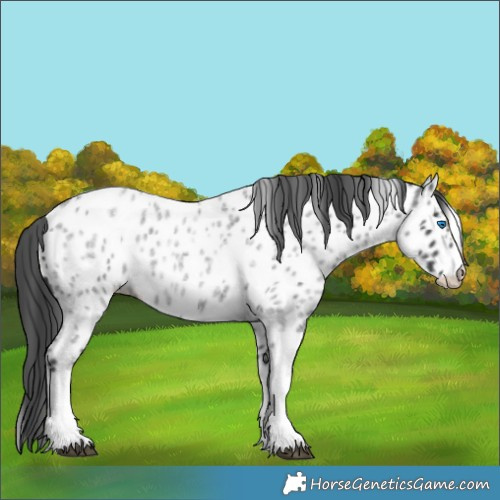 Horse Color:Blue Roan Splash Near Leopard 