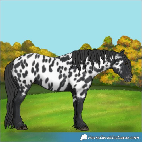 Horse Color:Black Appaloosa