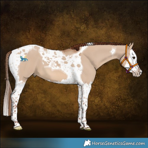 Horse Color:Red Dun Splash Tobiano 