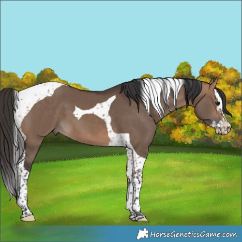 Horse Color:Bay Dun Splash Tobiano 
