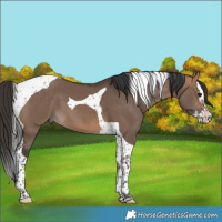 Horse Color:Bay Dun Splash Tobiano