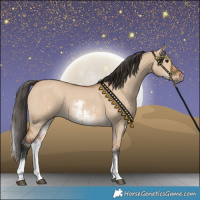 Horse Color:White Spotted Bay Dun Rabicano  and White Spotted Bay Dun Rabicano 
