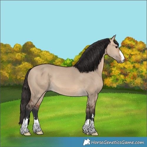 Horse Color:Bay Dun