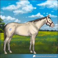 Horse Color:Amber Cream Champagne 