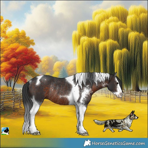 Horse Color:Brown Sabino Splash Tobiano Rabicano 