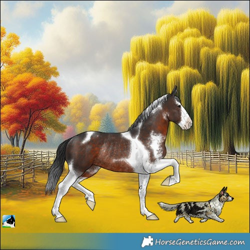 Horse Color:Brown Sabino Splash Tobiano Rabicano