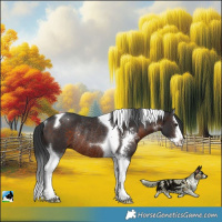 Horse Color:Brown Sabino Splash Tobiano Rabicano 