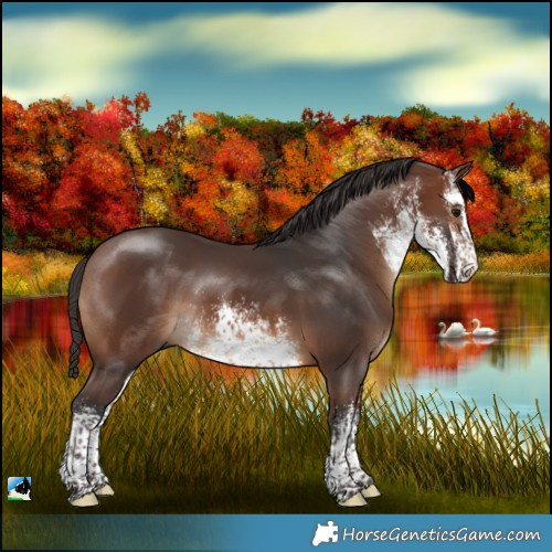 Horse Color:White Spotted Brown Rabicano