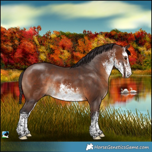 Horse Color:White Spotted Brown Rabicano 