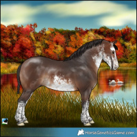 Horse Color:White Spotted Brown Rabicano 