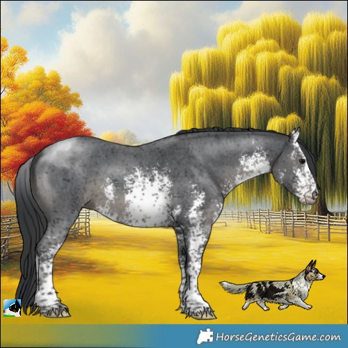 Horse Color:White Spotted Black Sabino Rabicano 
