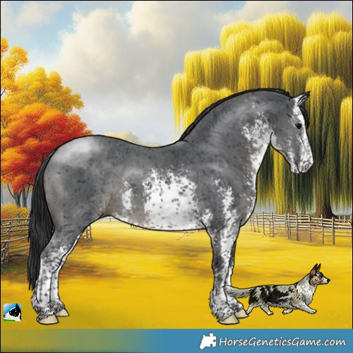 Horse Color:White Spotted Black Sabino Rabicano
