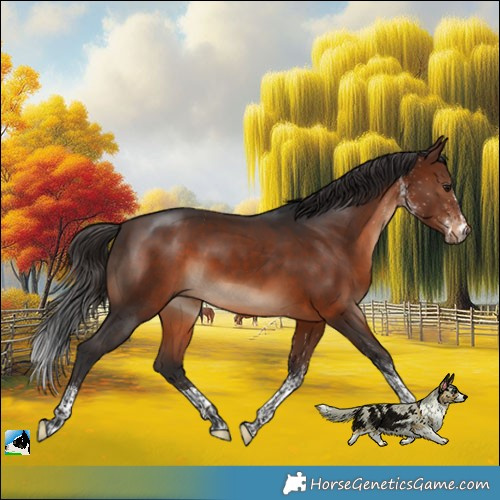 Horse Color:White Spotted Brown Tobiano 