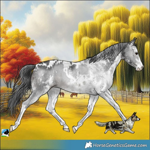 Horse Color:White Spotted Black