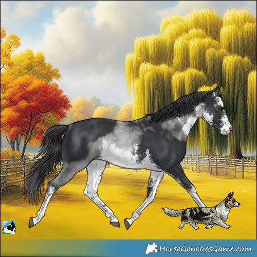 Horse Color:White Spotted Black Rabicano 
