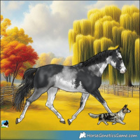 Horse Color:White Spotted Black Rabicano