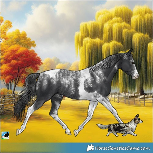 Horse Color:Powder White Black Tobiano Rabicano