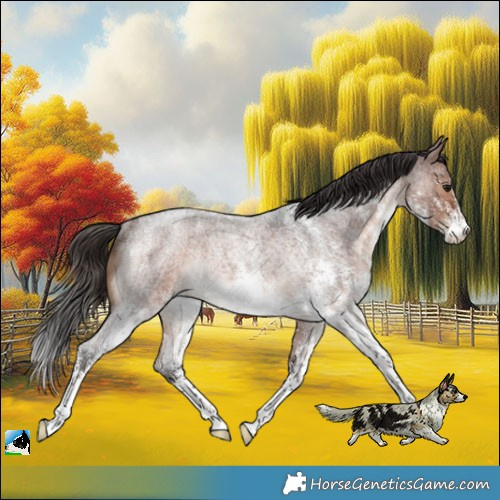 Horse Color:White Spotted Brown Roan Rabicano