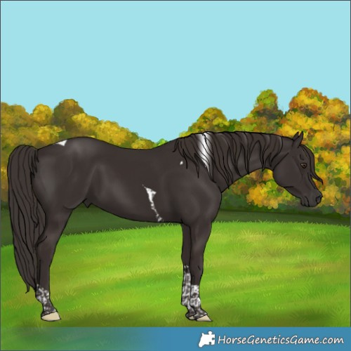 Horse Color:Liver Chestnut Tobiano 