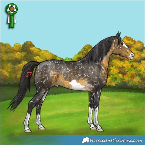 Horse Color:Buckskin Appaloosa